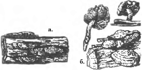 Плодовые тела атмосферных грибов