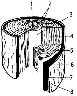 Строение древесины