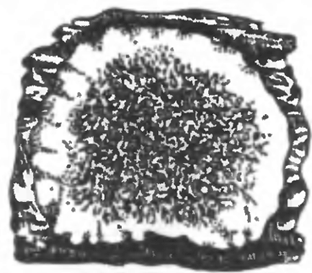 Плодовое тело