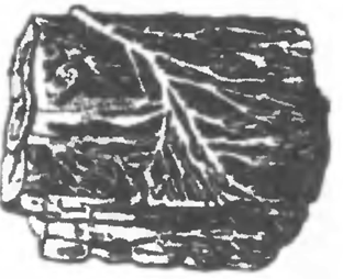 Шнуры белого домового гриба