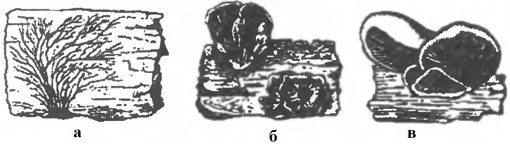 Домовые грибы