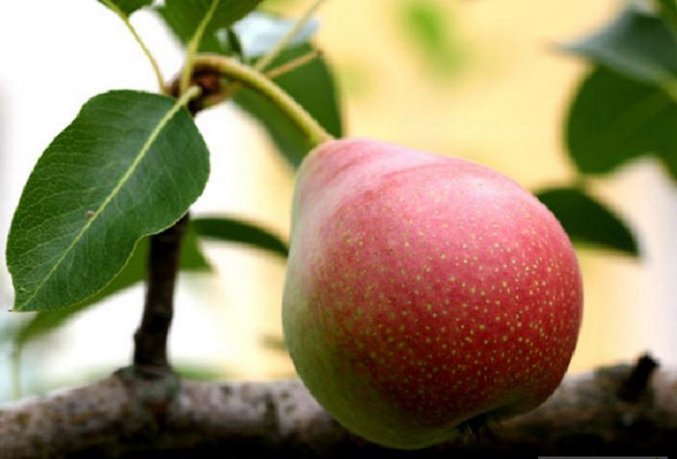 груша дерево