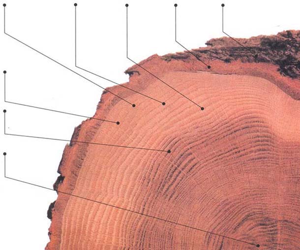 Структура ствола дерева