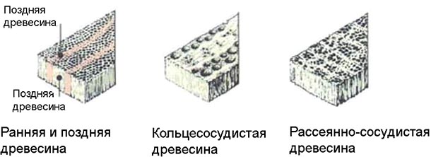 Ранняя и поздняя древесина