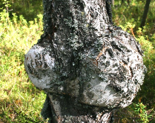 кап берёзовый