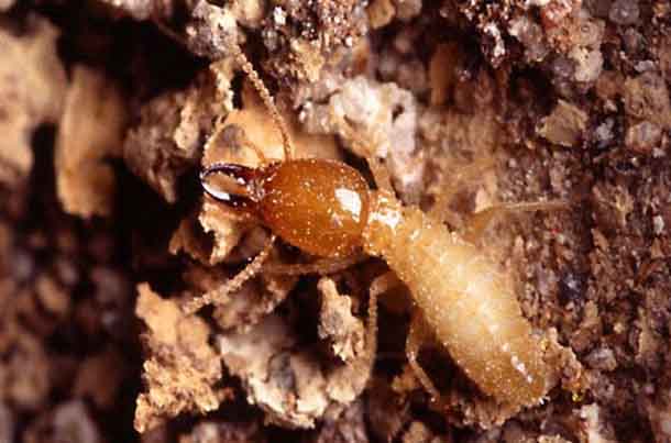 насекомое на дереве