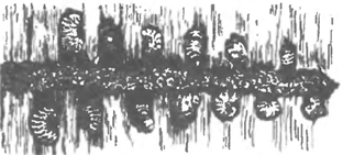 Ходы и личинки короеда