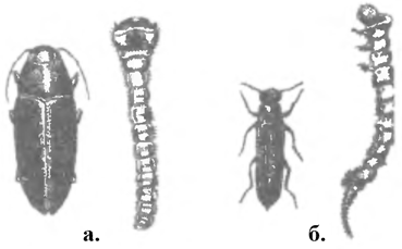 Синяя златка и ее личинка