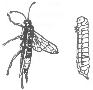 Желтый сосновый рогохвос