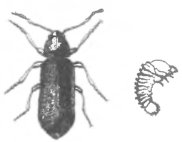 Мебельный жук-точилыцик