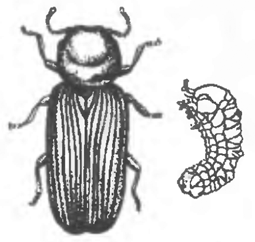 Домовый жук-точильщик