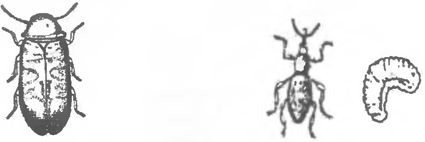 Пестрый точильщик