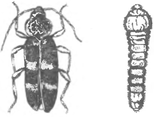 Серый домовый усач и его личинка