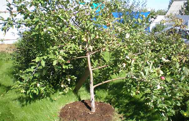 Дерево на участке