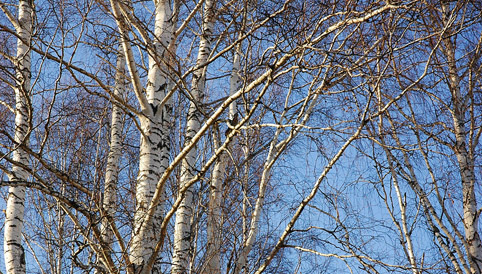 свойства и характеристики древесины