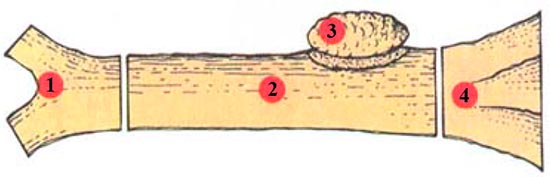 Части дерева, используемые для изготовления шпона