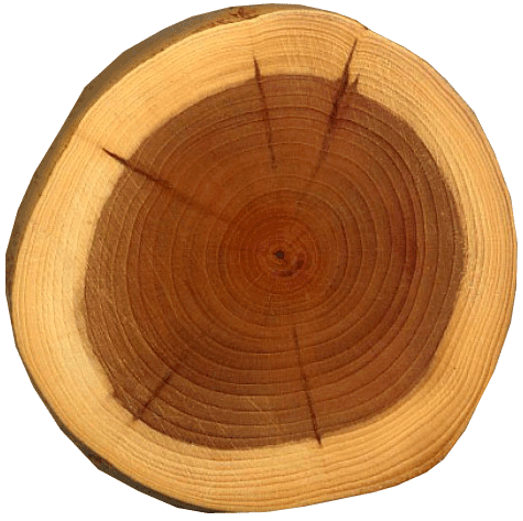 Сердцевина у древесины